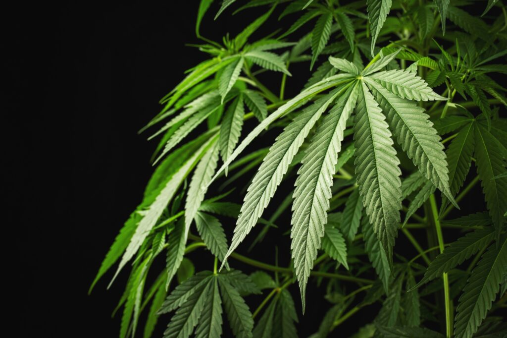 Marijuana leaves, cannabis on a dark background, beautiful background