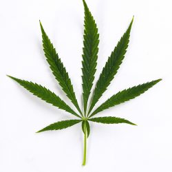 Cannabis