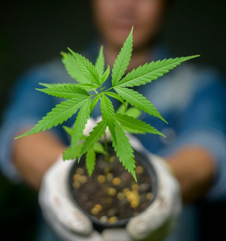 Farmer is holding cannabis seedlings in legalized farm.