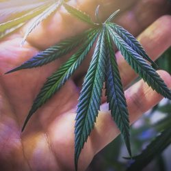 Hand holding young cannabis leaf