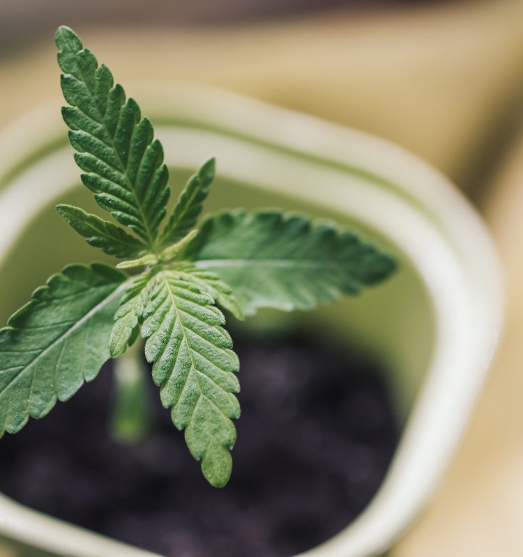 Young leaves of cannabis mariuana in a pot close-up, lifestyle. Growing medical cannabis